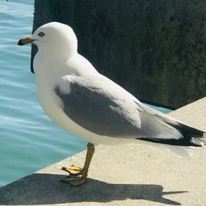 Meet your Posher, Elia